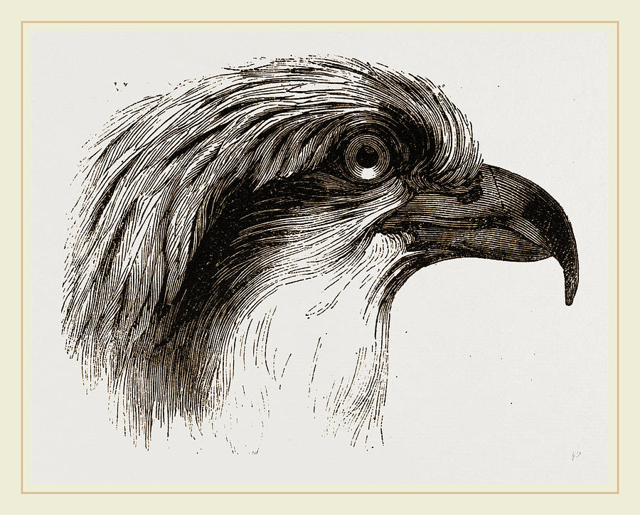 Head Of Osprey Drawing by Litz Collection | Fine Art America