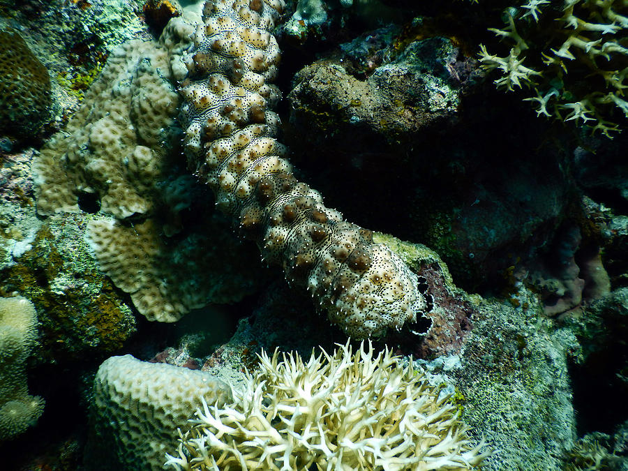 Head Of Sea Cucumber Photograph by Carleton Ray