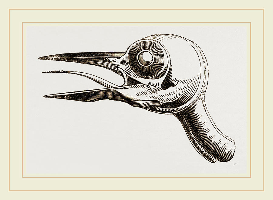Woodpecker Drawing - Head Of Woodpecker by Litz Collection