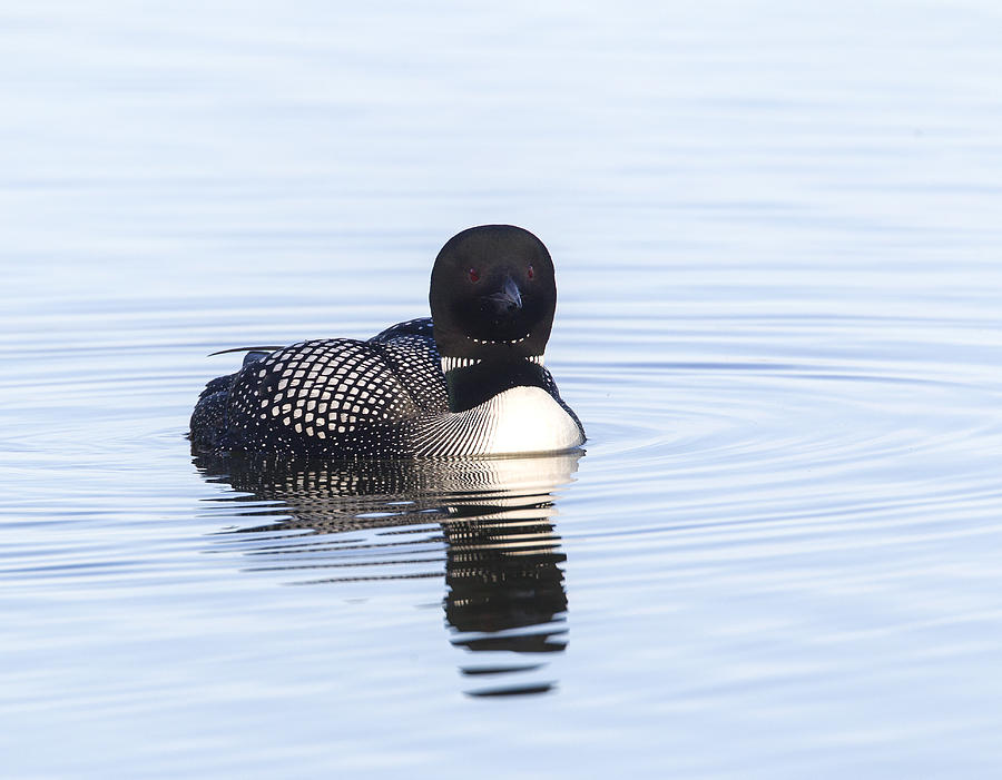Head On Photograph by Doug Lloyd - Fine Art America