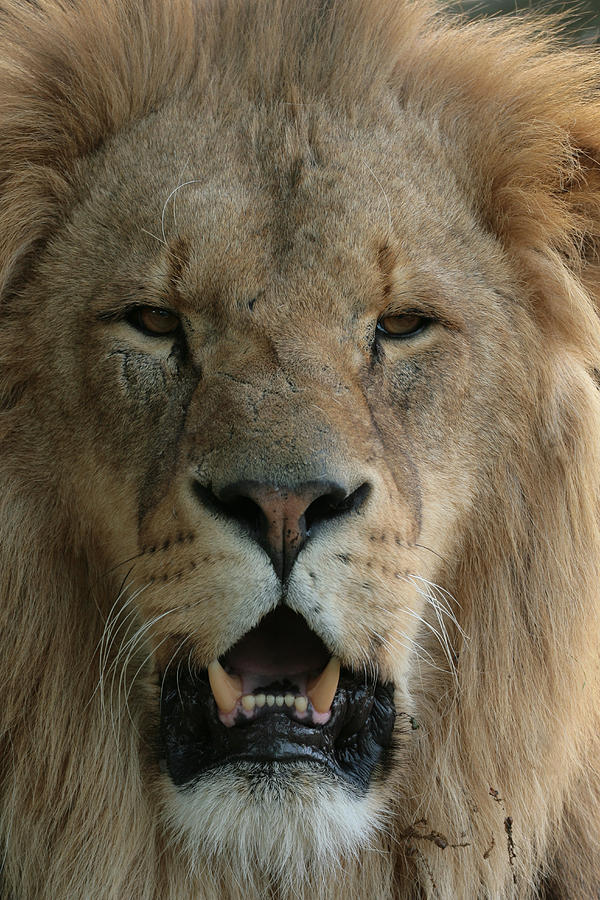 Head On Lion Photograph