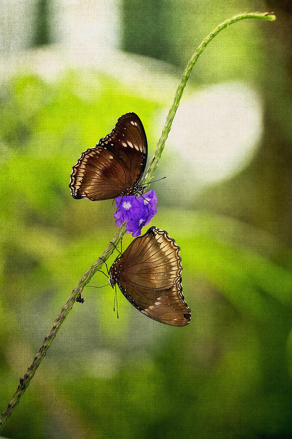 Head Over Heels Butterfly Love Photograph by Photography  By Sai