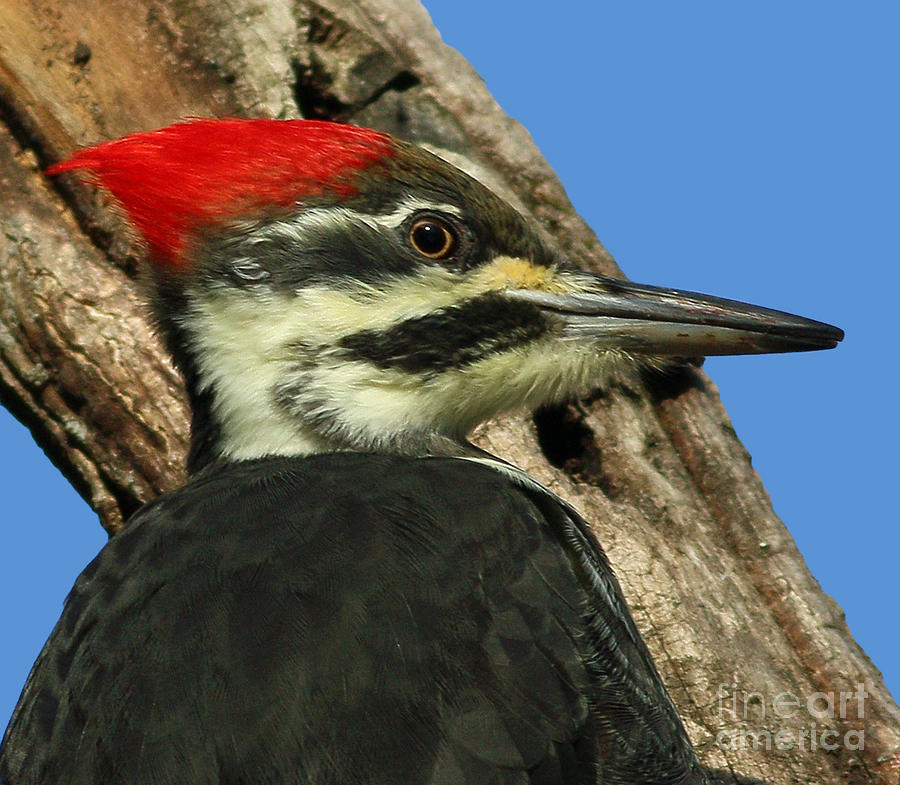 Woodpecker Photograph - Head Shot by James Figielski by Paulinskill River Photography