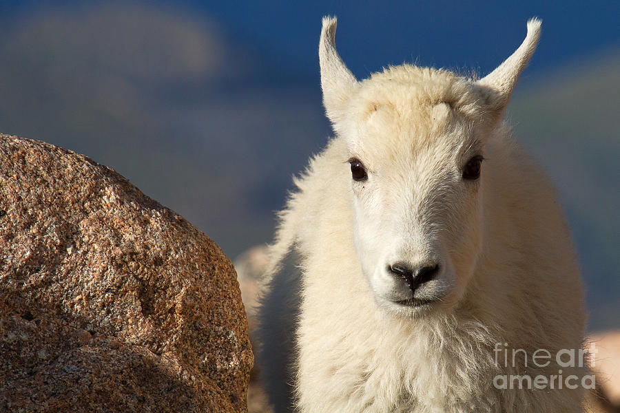 Baby Goat Photograph - Head Shot by Jim Garrison