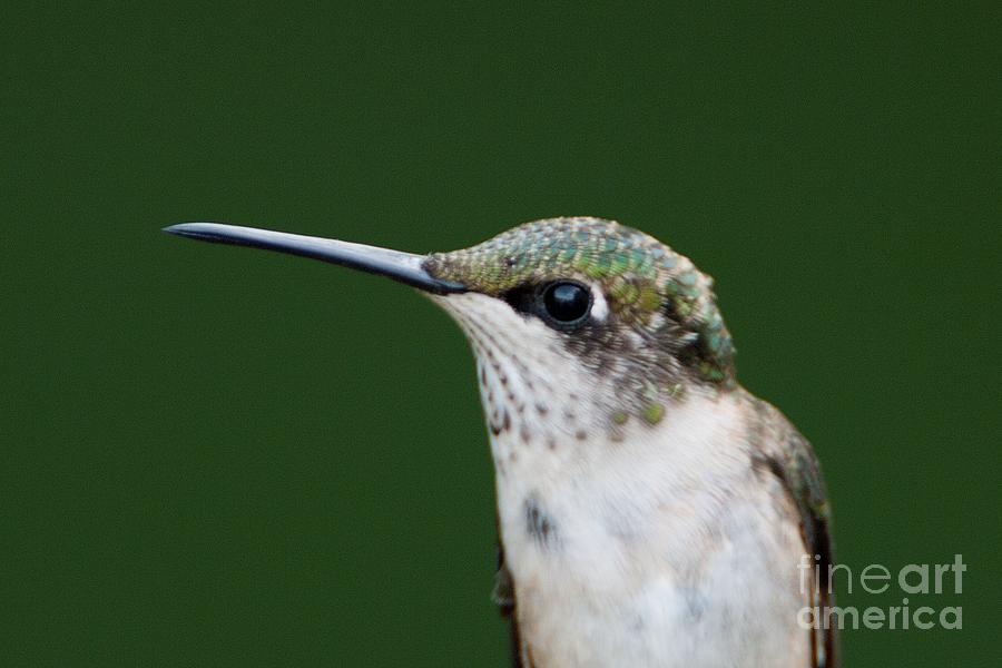 Head shot of A Ruby-throated Hummingbird Photograph by John Harmon