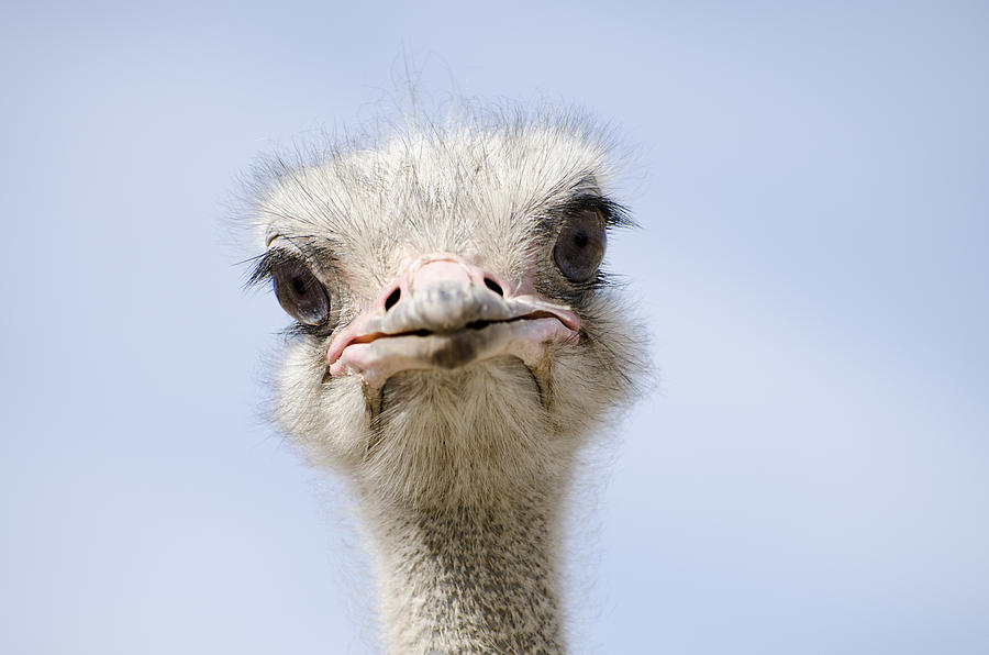 Head shot of an ostrich looking at the camera Photograph by NNehring
