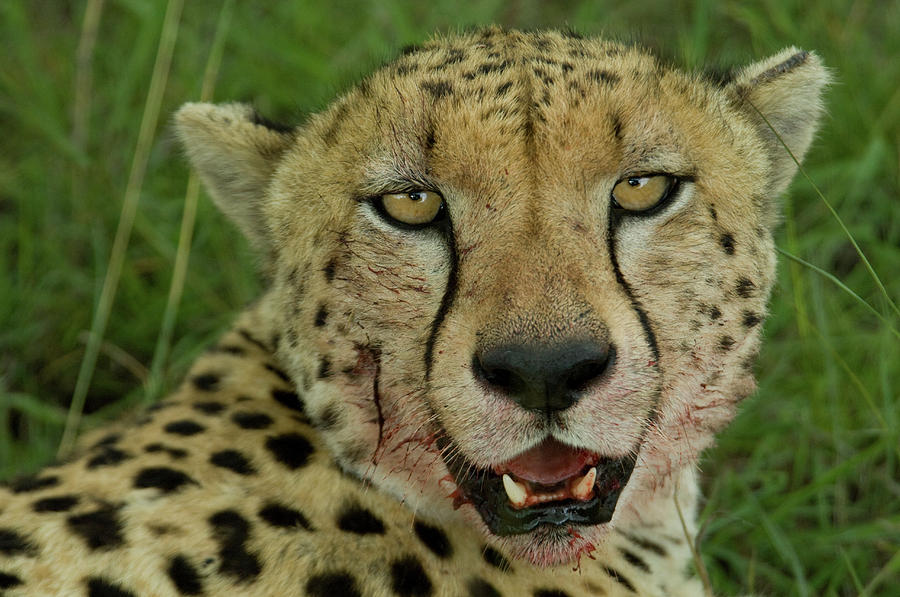 Head Shot Of Cheetah With Bloody Face Photograph by Animal Images - Fine  Art America