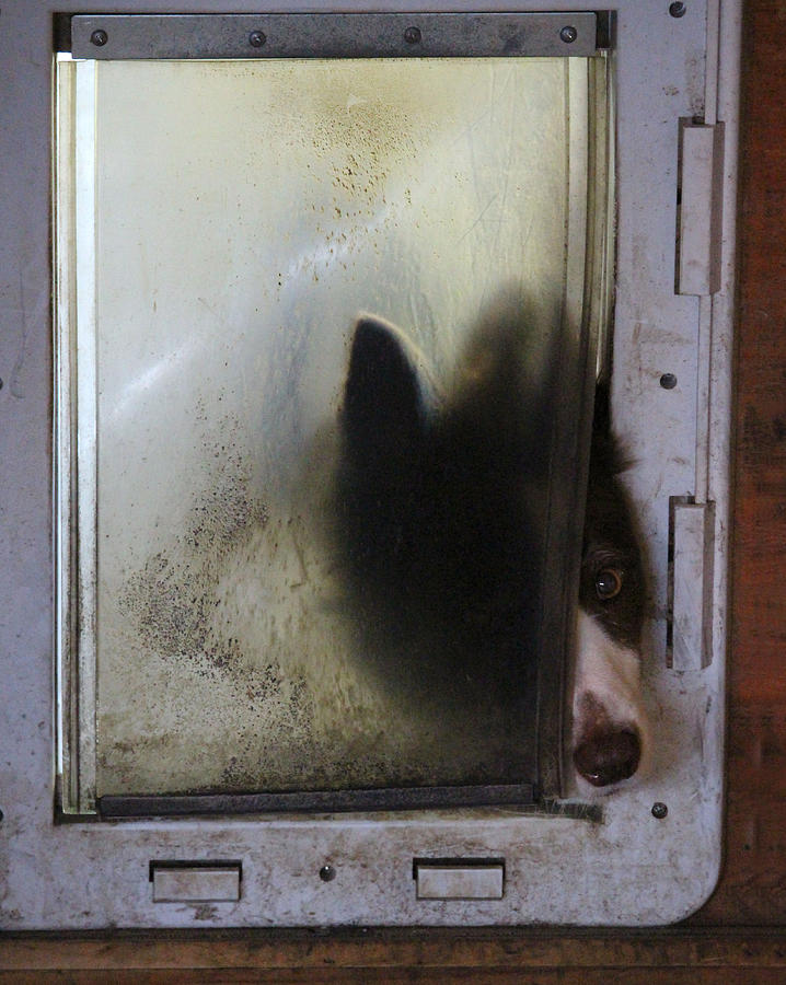Dog Photograph - Head Shy by Rory Siegel