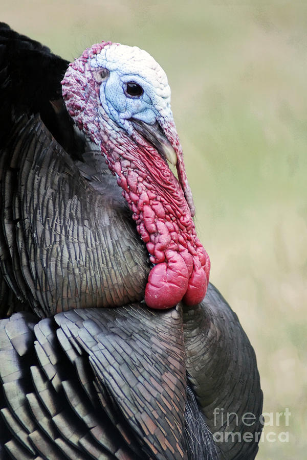 Head Turkey Photograph by Gary Brandes