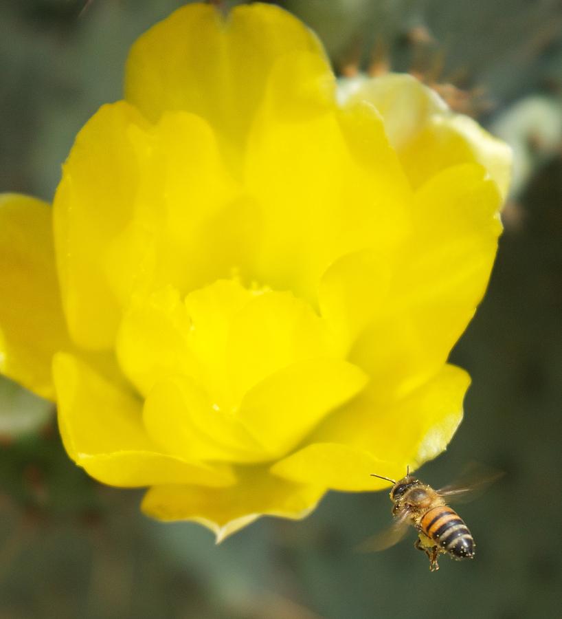 Bees Digital Art - Heading For More by Bonita Hensley