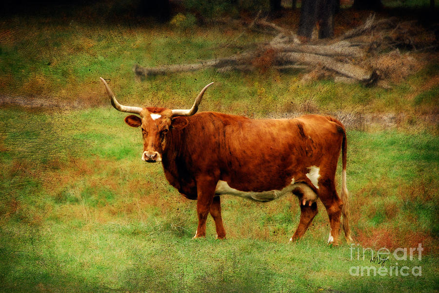 Cow Photograph - Heading For The Barn by Lois Bryan