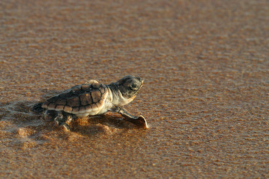 Turtle Photograph - Heading Out To Sea by Paul Rebmann