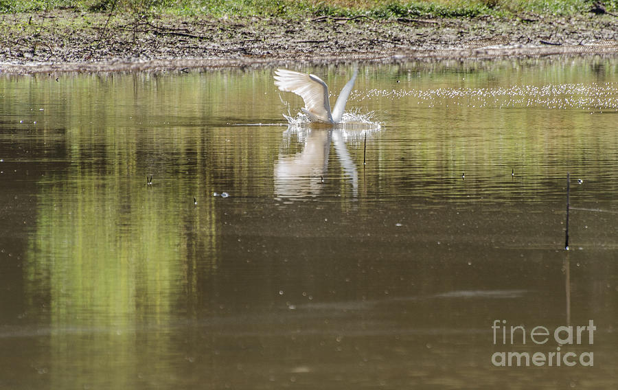  Snowy Egret Of Rum Creek Diving For Food  Photograph by Donna Brown