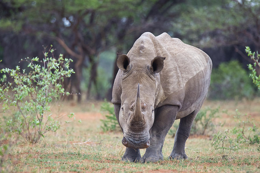 Wildlife Photograph - Headon Rhino by John Morris