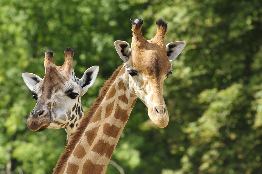 Heads of two giraffes in front of green trees Photograph by Zu_09