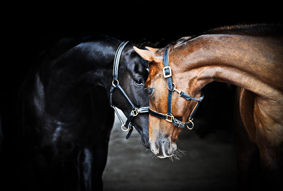 Heads Together Photograph by Sue Westwood | Fine Art America