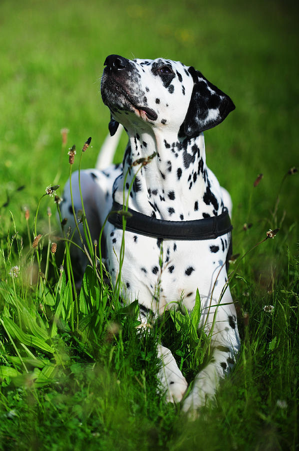 Spring Photograph - Heads Up. Kokkie. Dalmation Dog by Jenny Rainbow