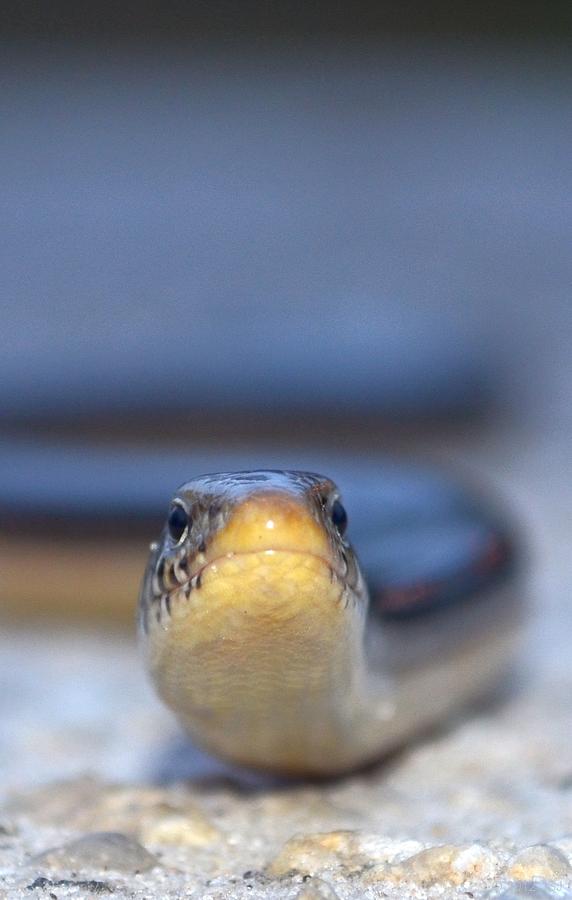 Heads Up Snake Photograph by Jeff at JSJ Photography