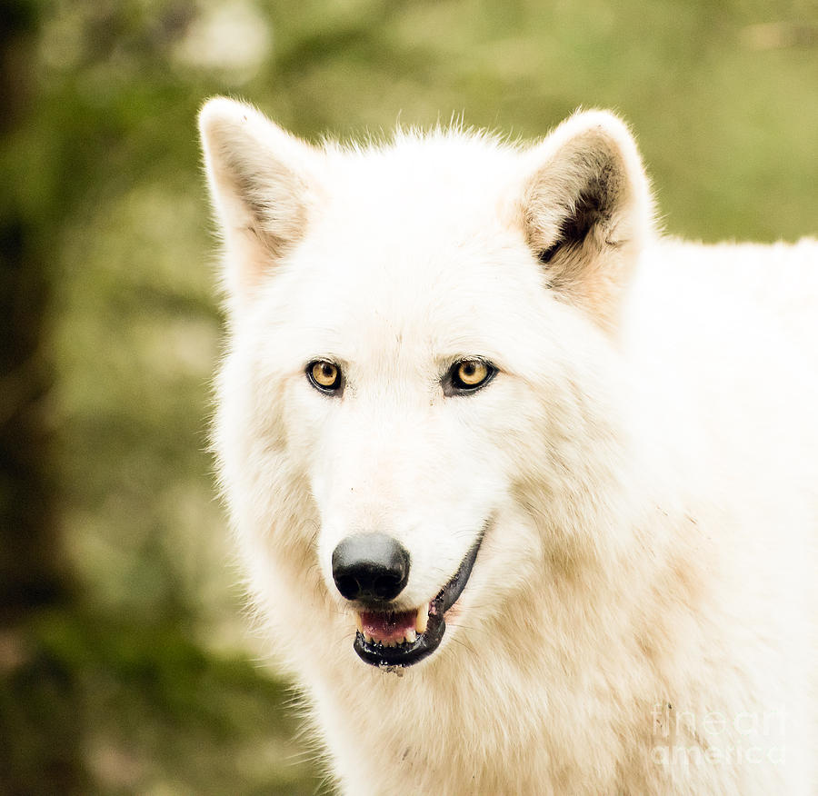 Headshot of a White Wolf Photograph by Mary Jane Armstrong