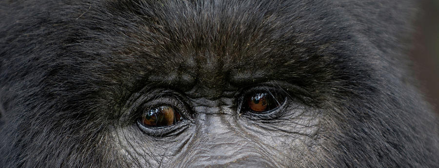 Wildlife Photograph - Headshot Of Mountain Gorilla Gorilla by Panoramic Images