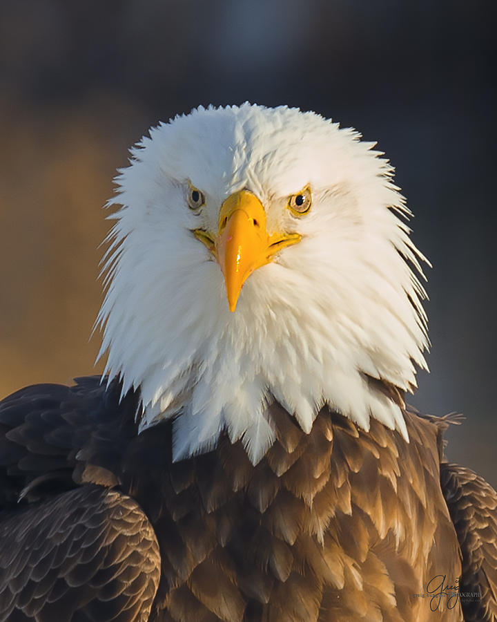 Headshot - Wild Bald Eagle Photograph by Greig Huggins - Fine Art America