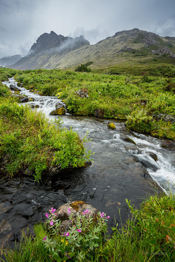 Headwaters in Summer Photograph by Tim Newton