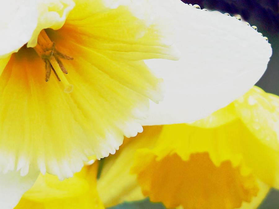 Healing Daffodills Photograph by Pamela Patch
