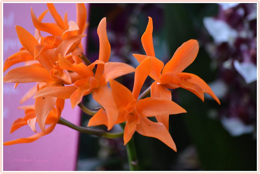 Healing Orchid Photograph by Sonali Gangane