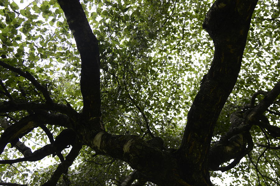 Fine Photograph - Healing Power Of Nature 6 by Teo SITCHET-KANDA Fine Photograph - Healing Power Of Nature 6 by Teo SITCHET-KANDA
