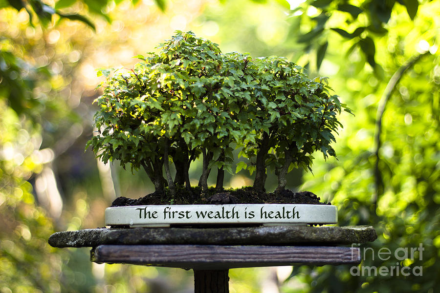 Health is Wealth Bonsai Trees Photograph by Beverly Claire Kaiya