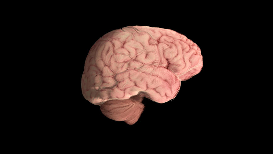 Healthy Brain, Lateral View Photograph by Anatomical Travelogue
