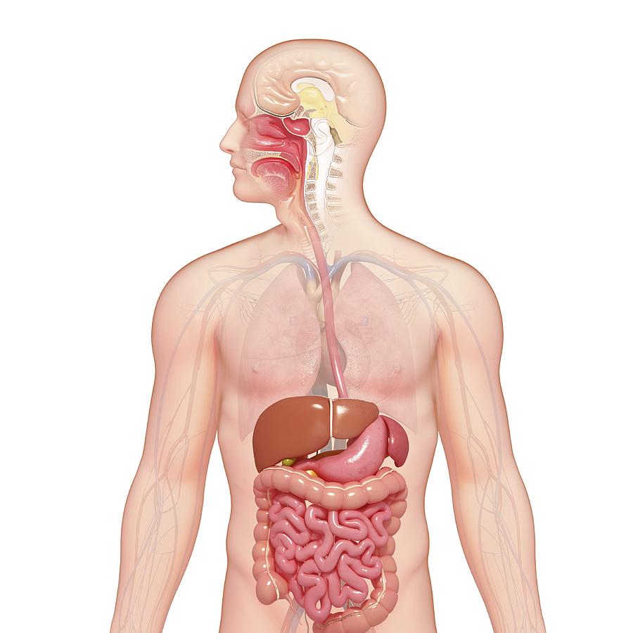 Healthy digestive system, artwork Drawing by Science Photo Library - PIXOLOGICSTUDIO
