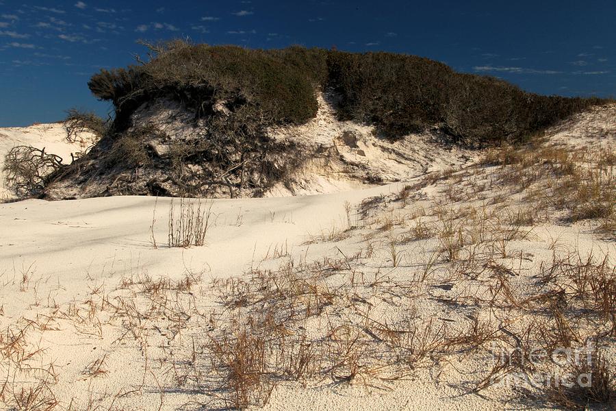 Healthy Dunes Photograph by Adam Jewell
