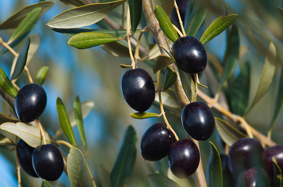 Nature Photograph - Healthy fresh  olives by Jawaharlal Layachi