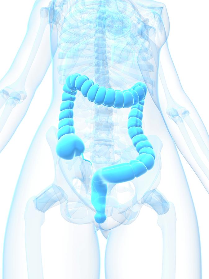 Illustration Photograph - Healthy Large Intestine by Sciepro/science Photo Library