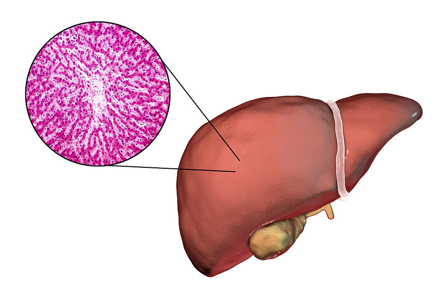 Healthy liver, illustration and micrograph Drawing by Kateryna Kon/science Photo Library