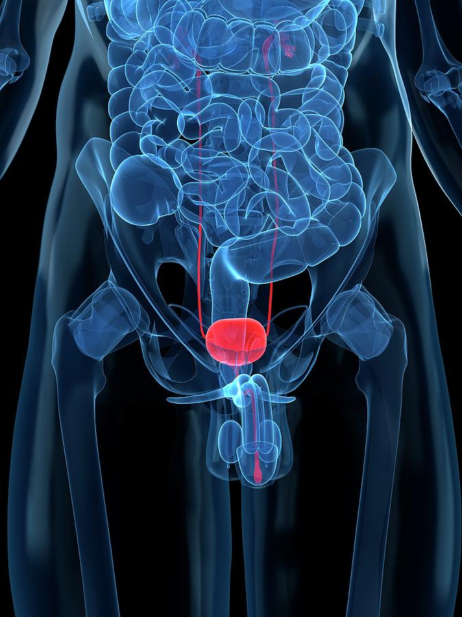 Healthy Prostate Gland, Artwork Digital Art by Sciepro