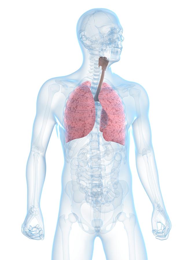 Healthy Respiratory System Photograph by Sciepro/science Photo Library ...