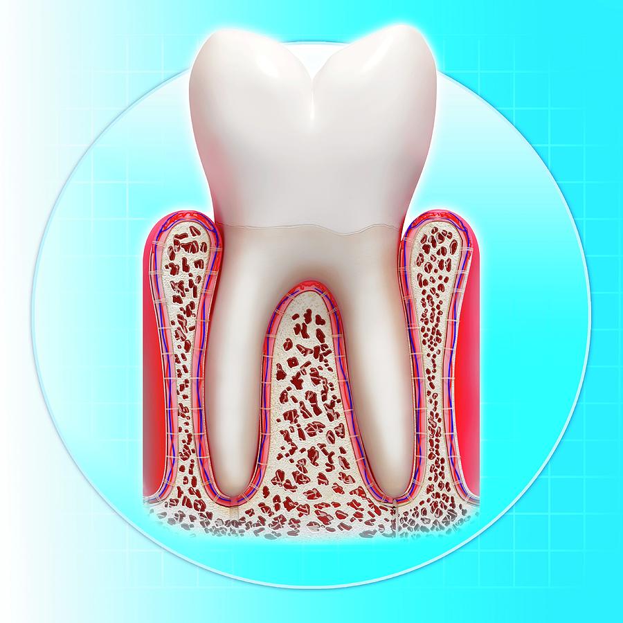 Healthy Tooth Photograph by Pixologicstudio/science Photo Library ...