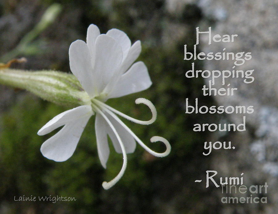 Hear Blessings Photograph by Lainie Wrightson