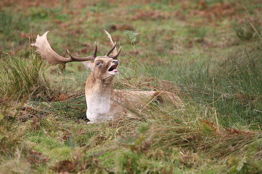 Deer Photograph - Hear Me Roar by Mark Severn