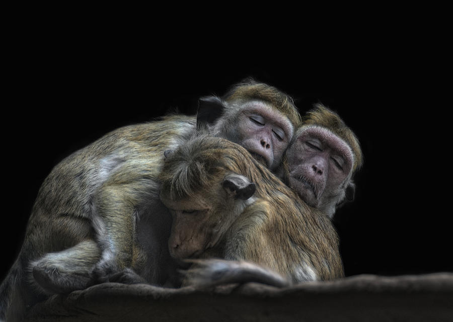 Bildergebnis für evil speak no evil