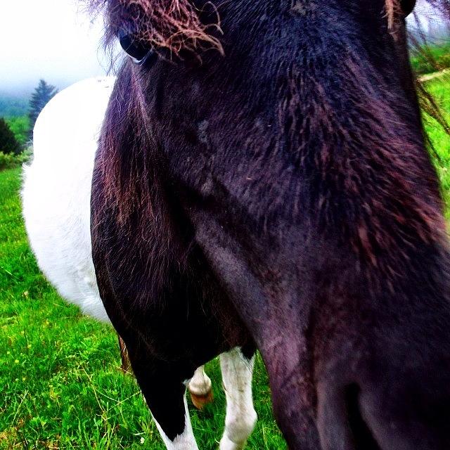 Horse Photograph - Grayson Highland Pony by Madison Dragna