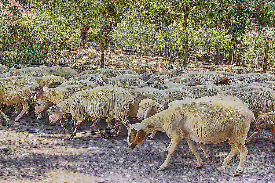 Heard of Sheep Painting by Stefano Senise