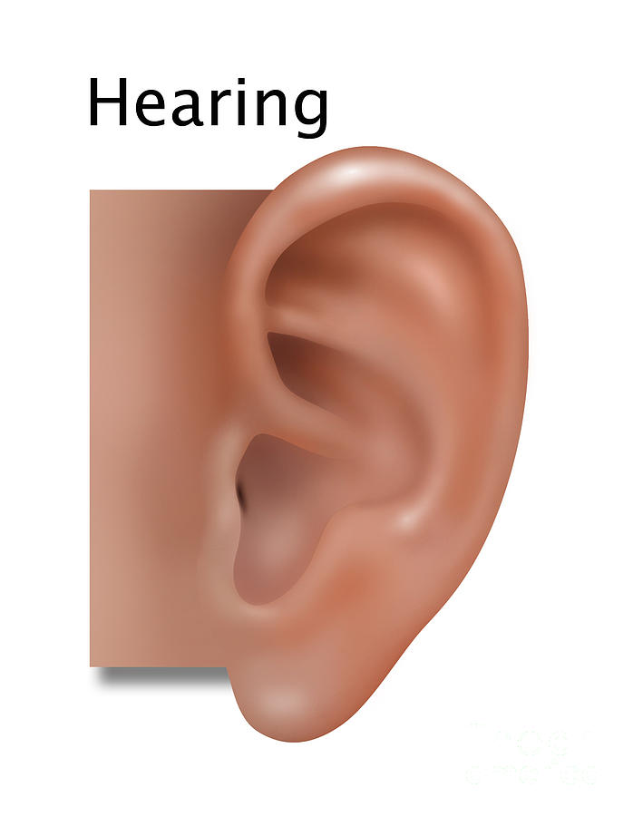 Hearing, Illustration Photograph by Gwen Shockey