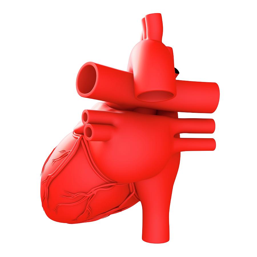 Heart Anatomy And Blood Vessels Photograph by Pixologicstudio/science ...