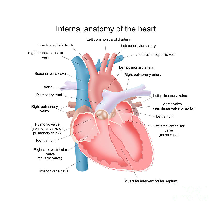 Heart Anatomy Photograph by Carlyn Iverson