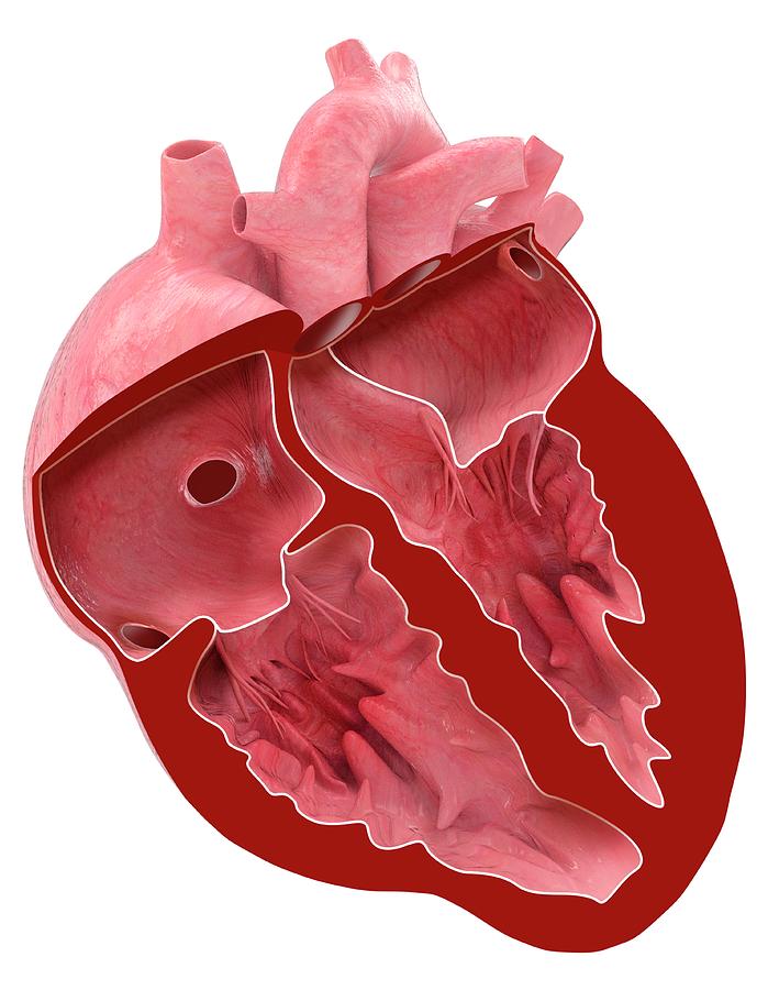 Heart Anatomy Photograph by Claus Lunau