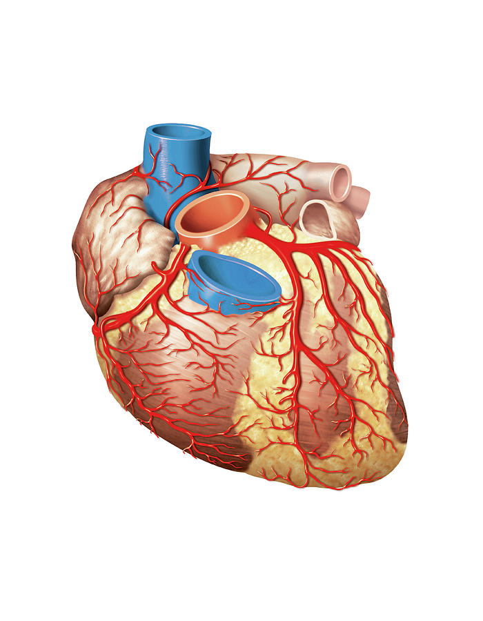 Anatomy Photograph - Heart And Left Coronary Artery by Asklepios Medical Atlas
