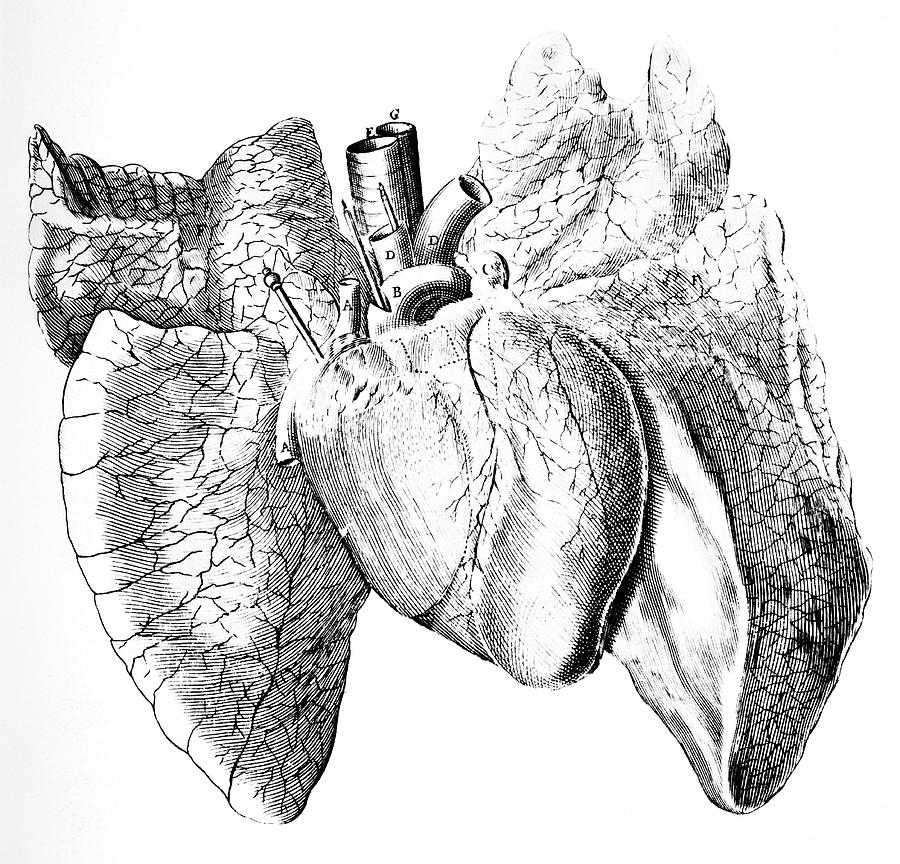 Heart Photograph - Heart And Lung Anatomy by 